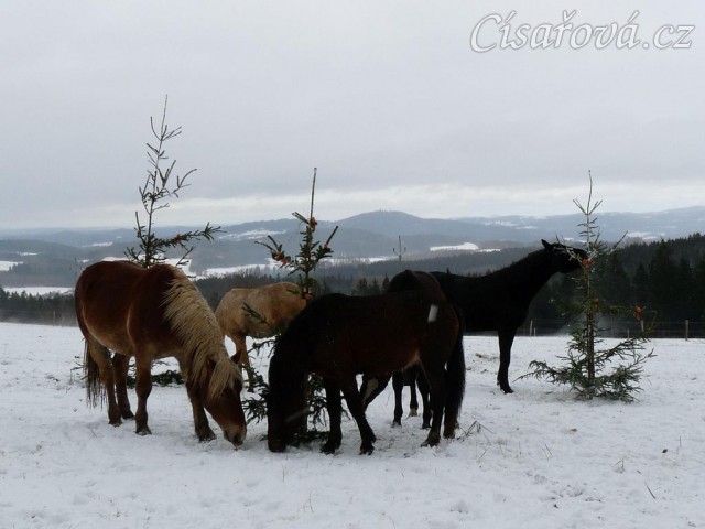 "Kdepak jsou ty mrkve?"