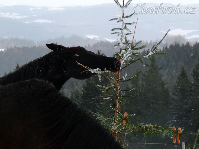 Carthago právě našel další mrkev...