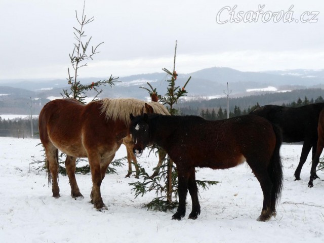 "Nemáte někde schované další mrkve?"