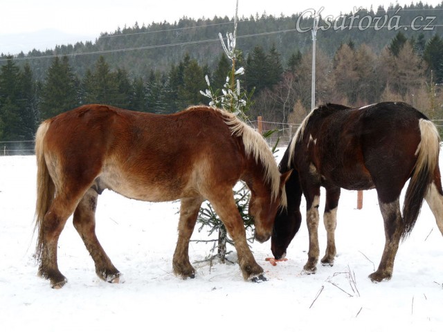 "kde jsou další mrkve?"