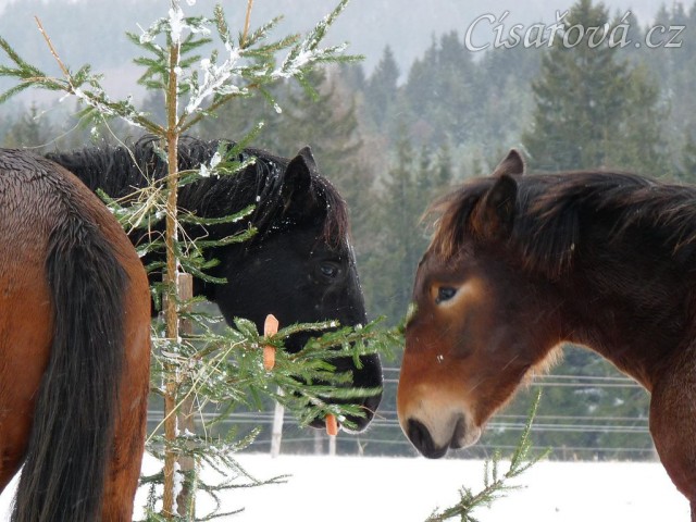Carthago a Sigi u stromečku...
