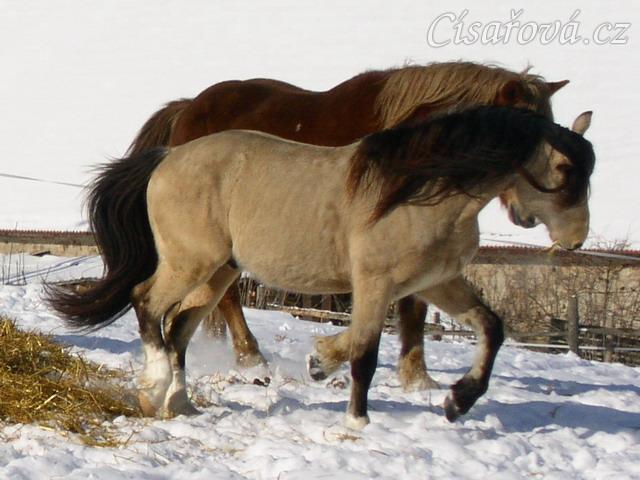 Zimní pastvina, "hra na babu" :-)