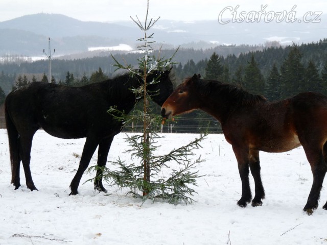 Carthago a Sigi u stromečku...