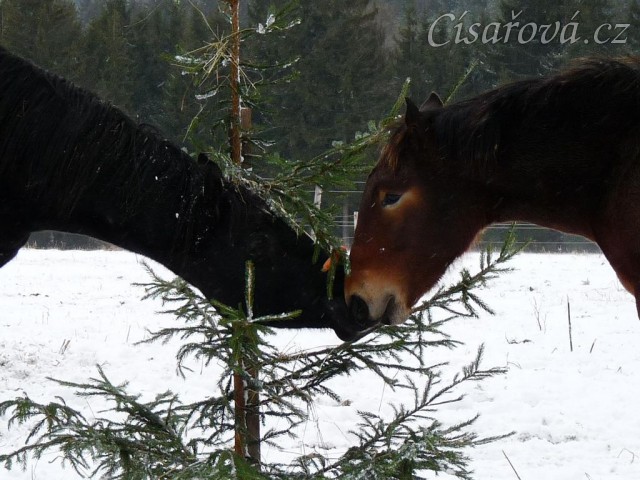 "Tebe za tím stromkem neznám"