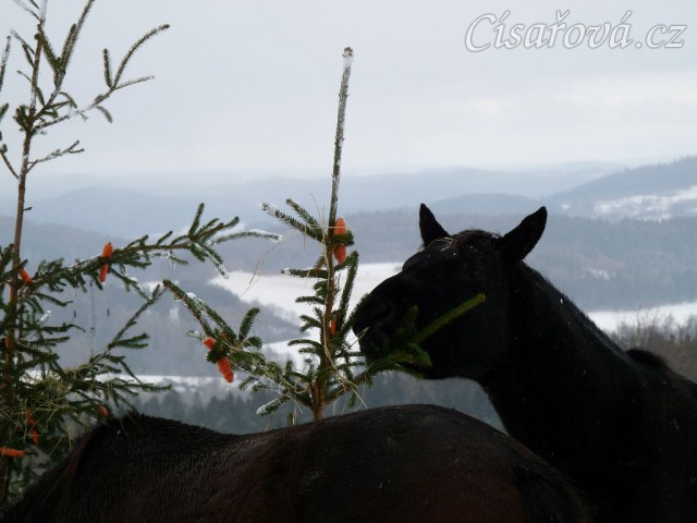 "Kde jen jsou ty další mrkve?"