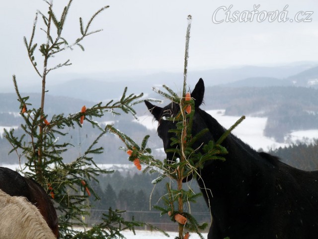 "Kde jen jsou ty další mrkve?"