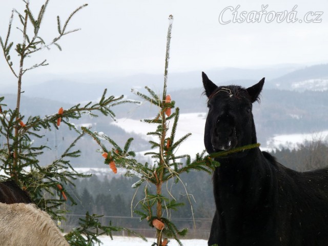 "Kde jen jsou ty další mrkve?"