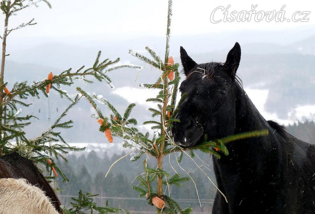 "Kde jen jsou ty další mrkve?"