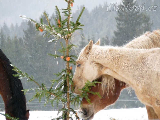 Nerozlučná dvojka Cherookee a Wonder hledají mrkve...