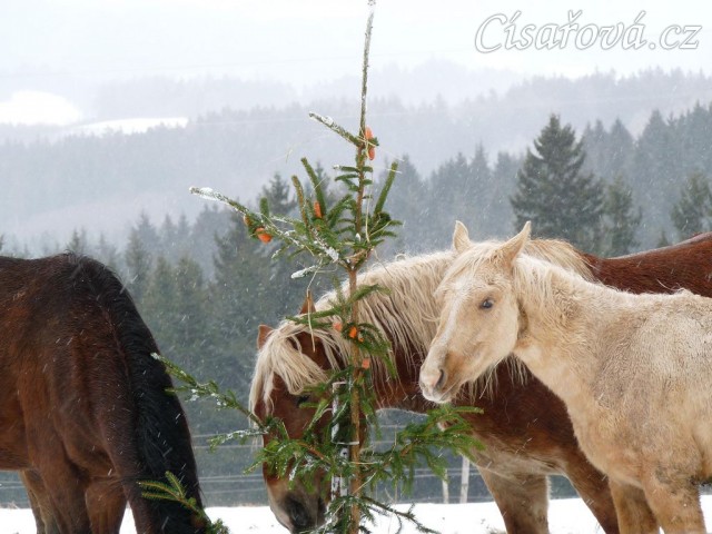 Nerozlučná dvojka Cherookee a Wonder hledají mrkve...