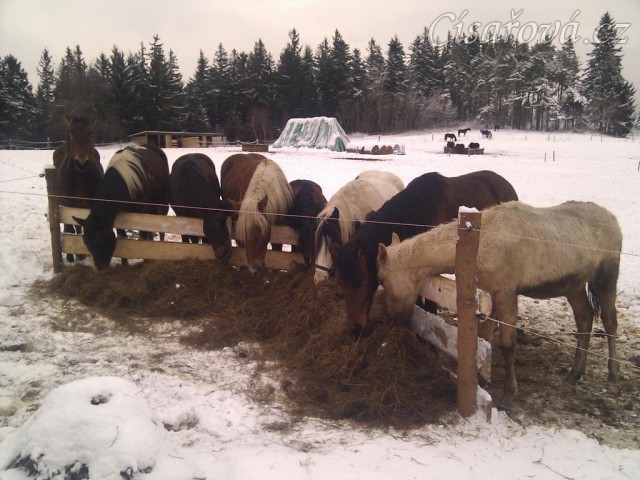 10.1.2012 - Stádo hřebců vyrovnané u senáže