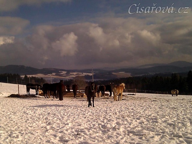 27.1.2012 - Krásný zimní den, koně u senáže