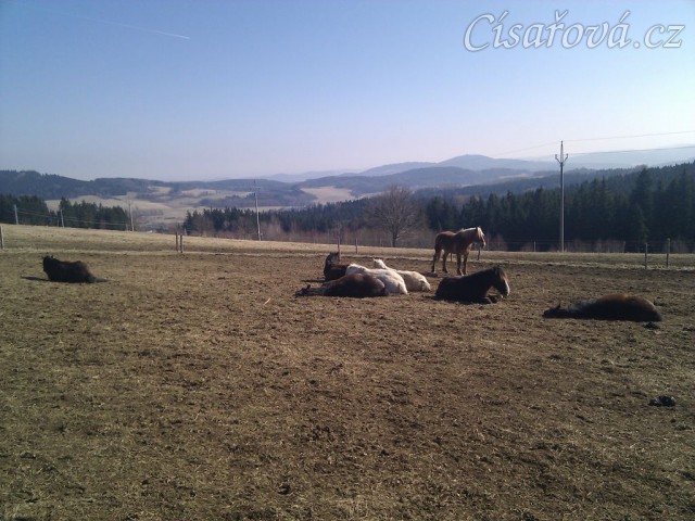 Ranní siesta hřebců, téměř všichni hřebci spí, tradičně "na jedné hromadě" :-)