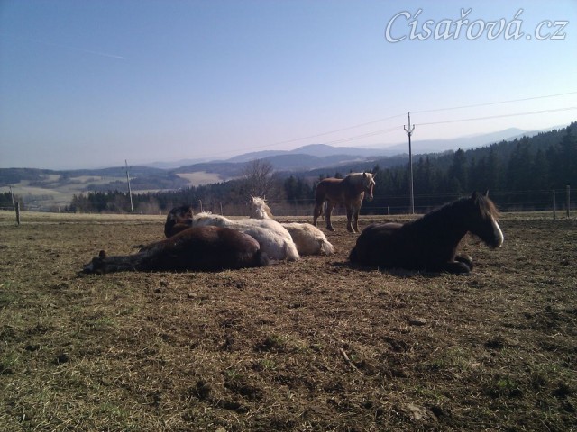 Ranní siesta hřebců, téměř všichni hřebci spí, tradičně "na jedné hromadě" :-)