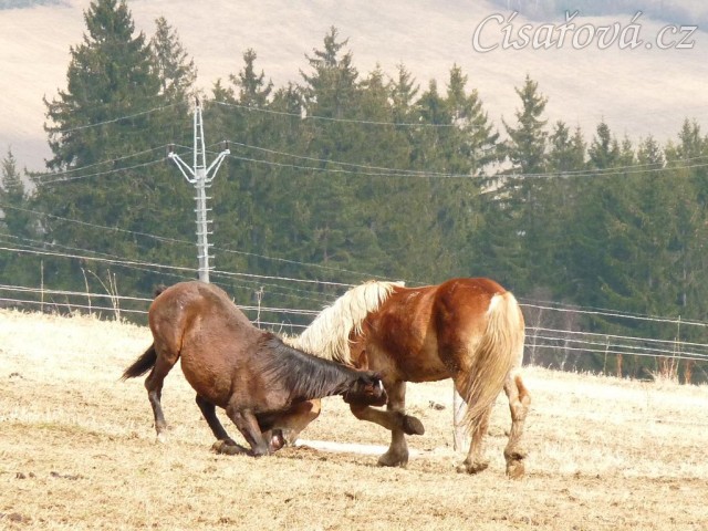 Hřebci dovádí v zimním výběhu