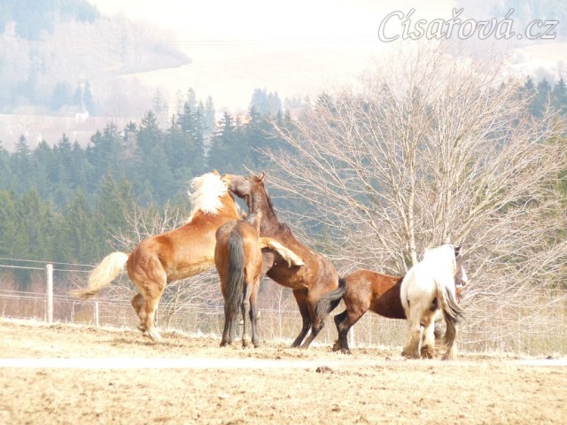 Hřebci dovádí v zimním výběhu