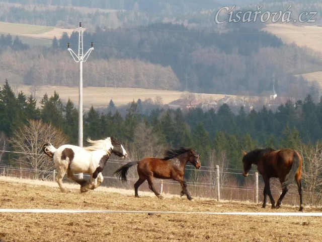 Hřebci dovádí v zimním výběhu