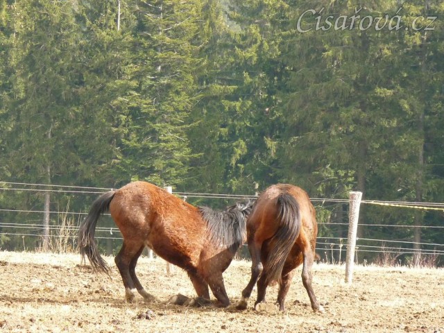 Hřebci dovádí v zimním výběhu