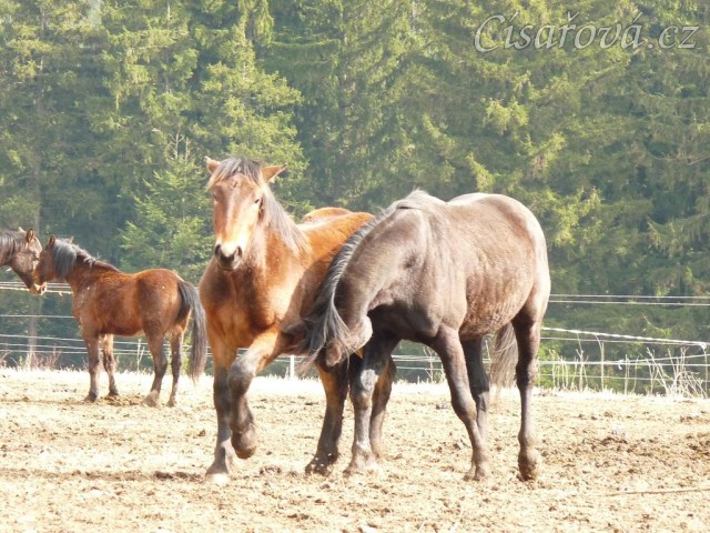 Hřebci dovádí v zimním výběhu