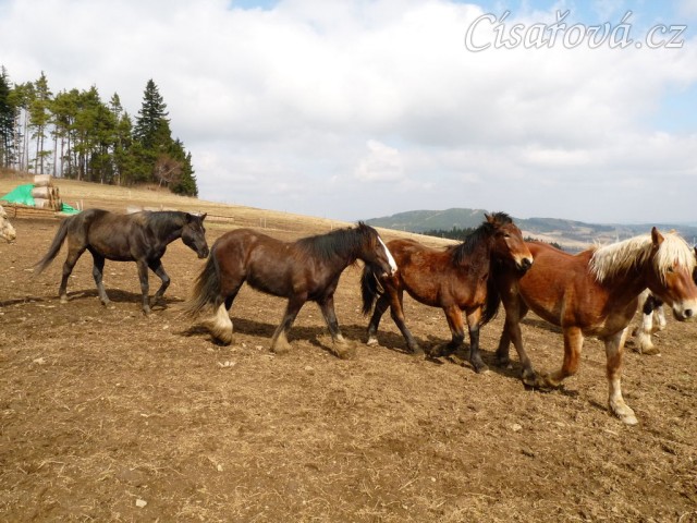 Hřebci v zimním výběhu, "na procházce" :-)