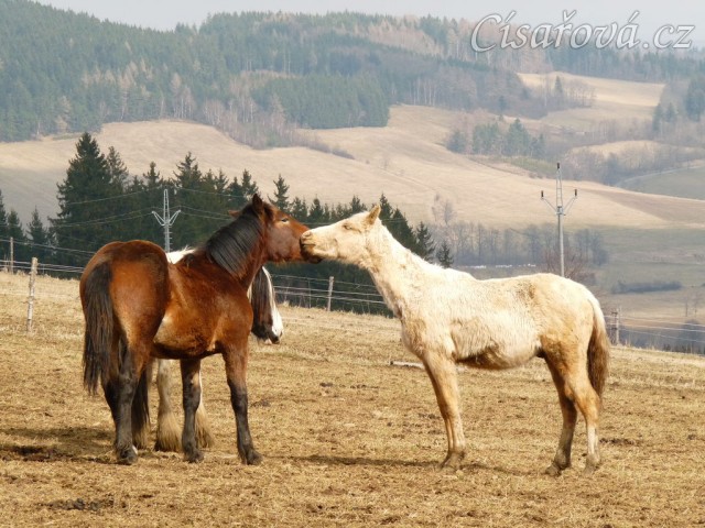 Hřebci  v zimním výběhu