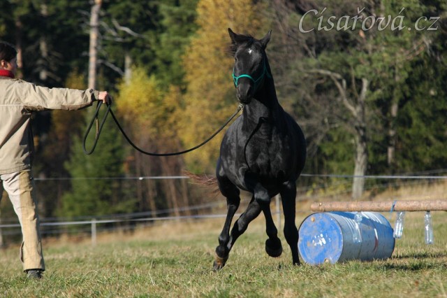 Říjen 2010, práce ze země, vyslání na kruh. Foto Olga Procházková