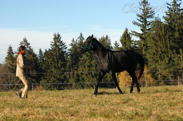 Říjen 2010, práce ve volnosti, přiklusání ke mě. Foto Olga Procházková