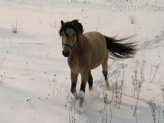 Zimní vyjížďka, běhání na volno(asi nejoblíbenější činnost našich poníků)
