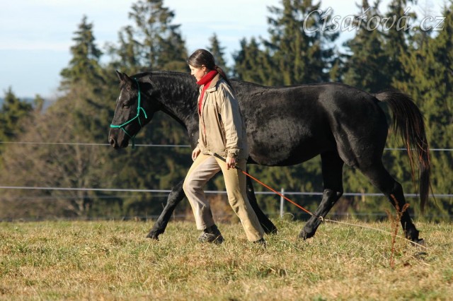 Říjen 2010, práce ve volnosti, klus vedle mě. Foto Olga Procházková