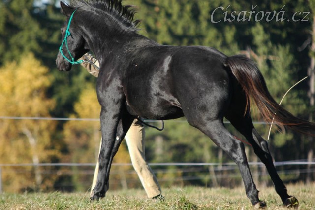 Říjen 2010, práce ze země, vyslání na kruh. Foto Olga Procházková