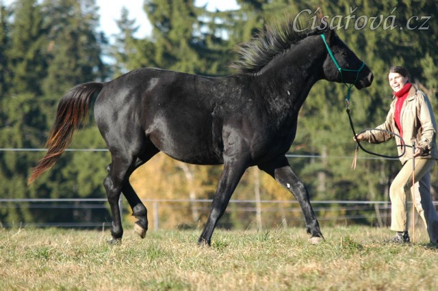 Říjen 2010, práce ze země, změna směru na kruhu. Foto Olga Procházková