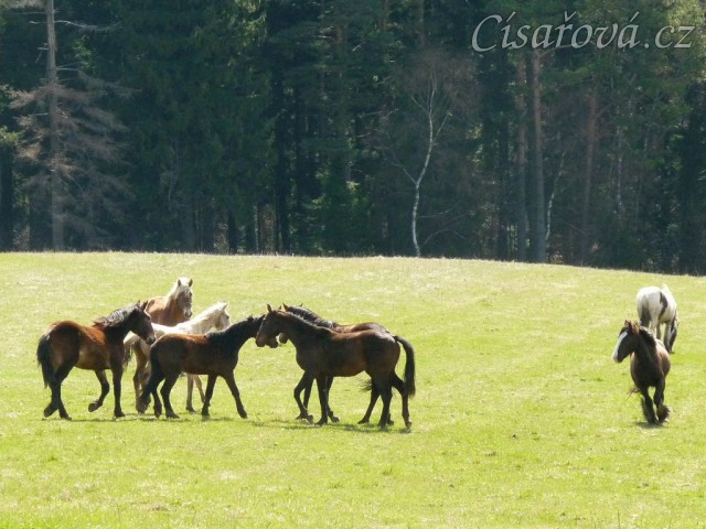 Stádo hřebců na poprvé letos na trávě, samozřejmě bylo veselo:-)