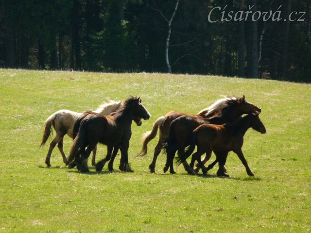 Stádo hřebců na poprvé letos na trávě, samozřejmě bylo veselo:-)