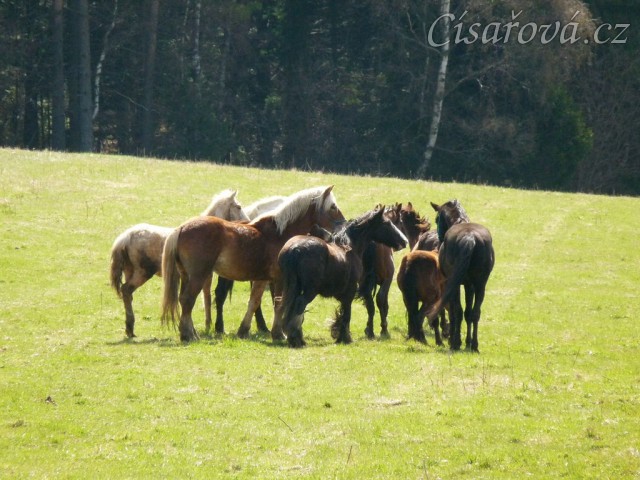 Stádo hřebců na poprvé letos na trávě, samozřejmě bylo veselo:-)