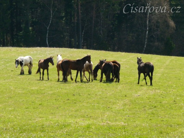 Stádo hřebců na poprvé letos na trávě, samozřejmě bylo veselo:-)