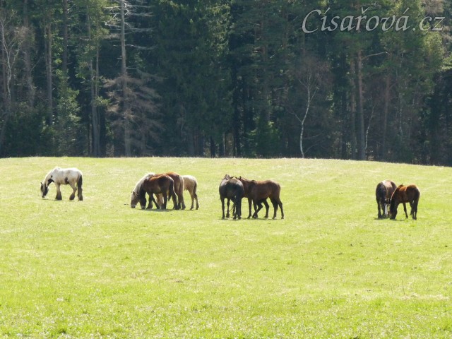 Stádo hřebců na poprvé letos na trávě, samozřejmě bylo veselo:-)