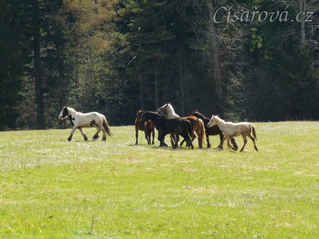 Stádo hřebců na poprvé letos na trávě, samozřejmě bylo veselo:-)