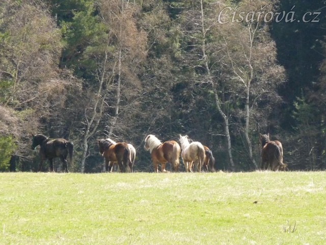 Stádo hřebců na poprvé letos na trávě, samozřejmě bylo veselo:-)