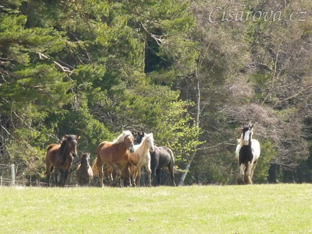 Stádo hřebců na poprvé letos na trávě, samozřejmě bylo veselo:-)