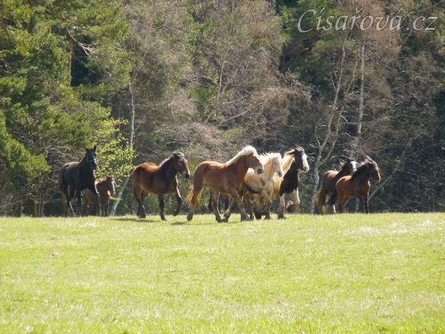 Stádo hřebců na poprvé letos na trávě, samozřejmě bylo veselo:-)