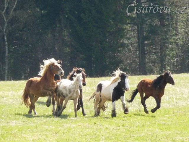 Stádo hřebců na poprvé letos na trávě, samozřejmě bylo veselo:-)