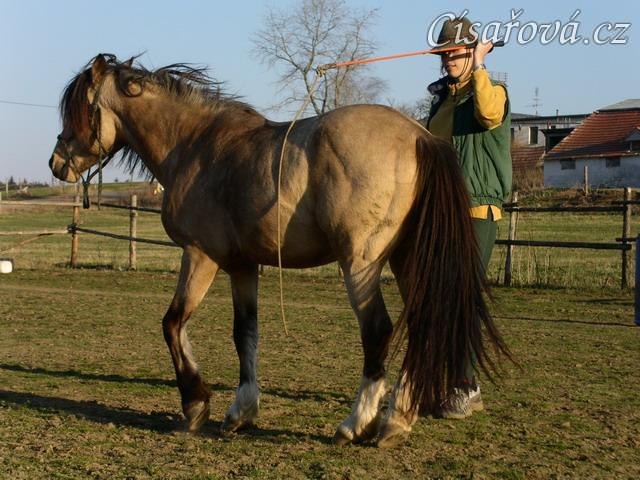 Parellistění ve volnosti, ustupování směrem k člověku