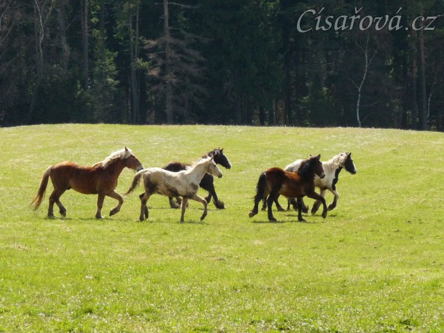 Stádo hřebců na poprvé letos na trávě, samozřejmě bylo veselo:-)