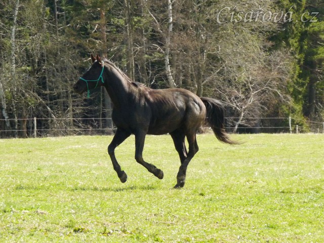Carthago hledá kobylky...