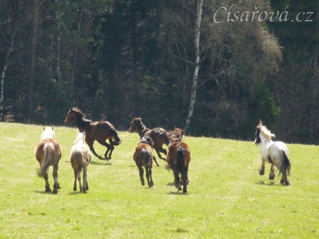 Stádo hřebců na poprvé letos na trávě, samozřejmě bylo veselo:-)
