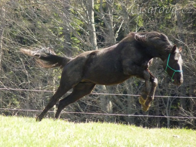 Carthago měl také energie na rozdávání:-)