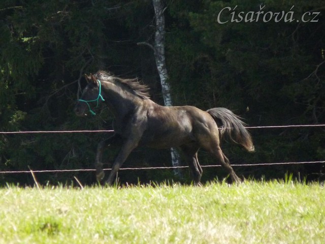 Carthago měl také energie na rozdávání:-)