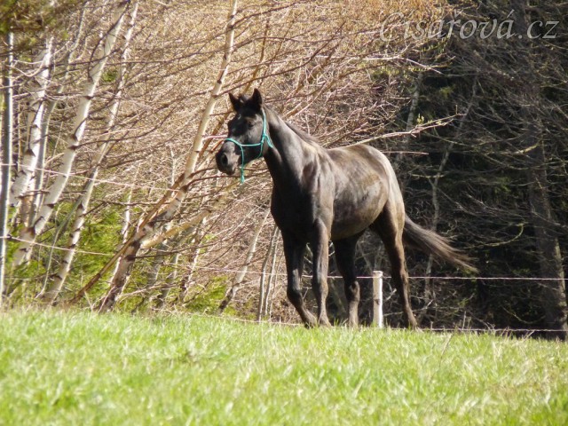 Carthago měl také energie na rozdávání:-)