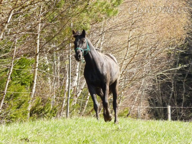 Carthago měl také energie na rozdávání:-)