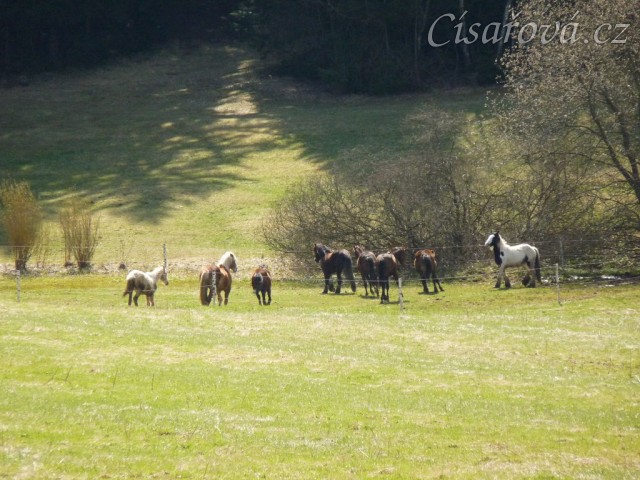 Stádo hřebců na poprvé letos na trávě, samozřejmě bylo veselo:-)